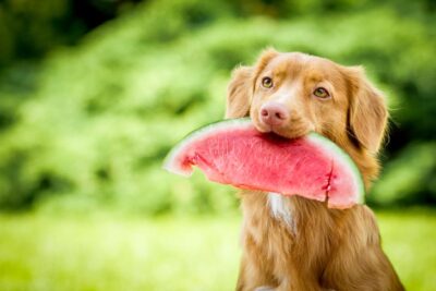 Can Dogs Eat Watermelon? Here’s What Every Pet Owner Should Know