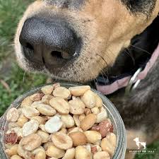 Are Peanuts Safe for Dogs?