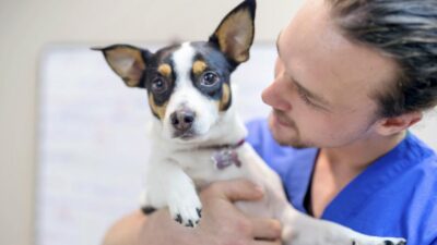 Ursodiol for Pets: What Every Pet Owner Should Know