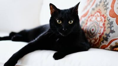 10 Fascinating Facts About Black Cats You Probably Didn’t Know