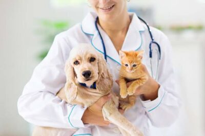 Is MedExpress for Pets the Right Choice for Your Pet’s Health?