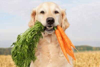 Is It Safe to Share Carrots with Your Dog?