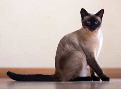 Top 10 Fun Facts About Siamese Cats That Will Surprise You