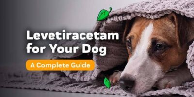 The Benefits of Levetiracetam in Treating Canine Epilepsy