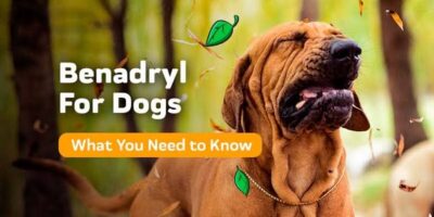 Is Benadryl Safe for Dogs? What Every Pet Owner Needs to Know