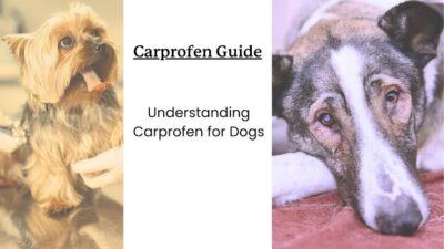 How Long Does Carprofen Take to Work in Dogs?