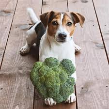 Should You Share Your Broccoli with Your Dog?