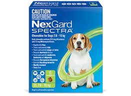 How NexGard Plus Keeps Your Pet Safe From Fleas, Ticks, and Heartworm