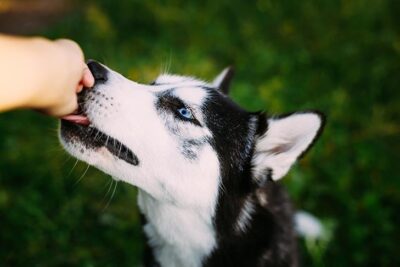 Can dogs eat almonds 