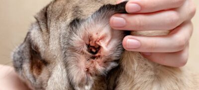 The Dangers of Ear Mites in Dogs