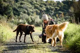 Top Benefits of Switching Your Dog to Taste of the Wild Food