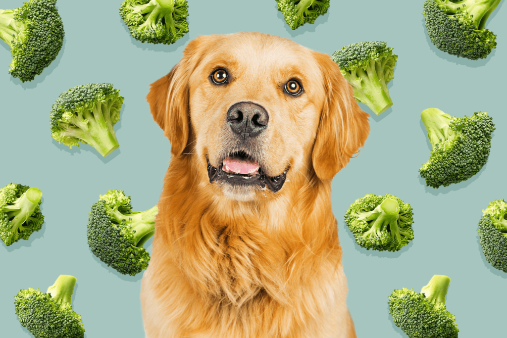 Can Dogs Eat Broccoli?