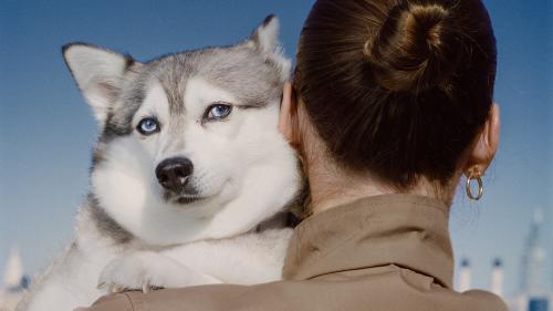 Is It Okay for Dogs to Eat Bananas?