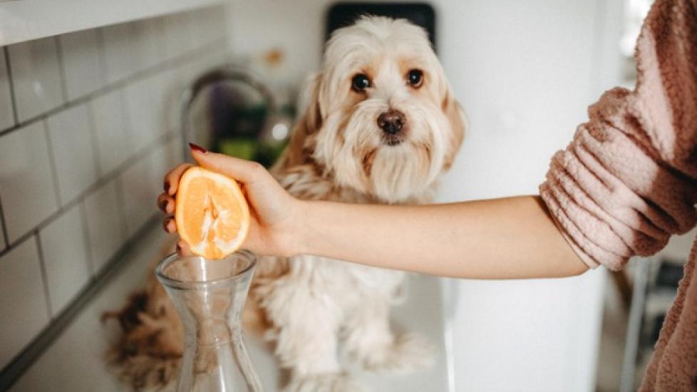 Can Dogs Safely Enjoy Oranges? Here’s What You Need to Know