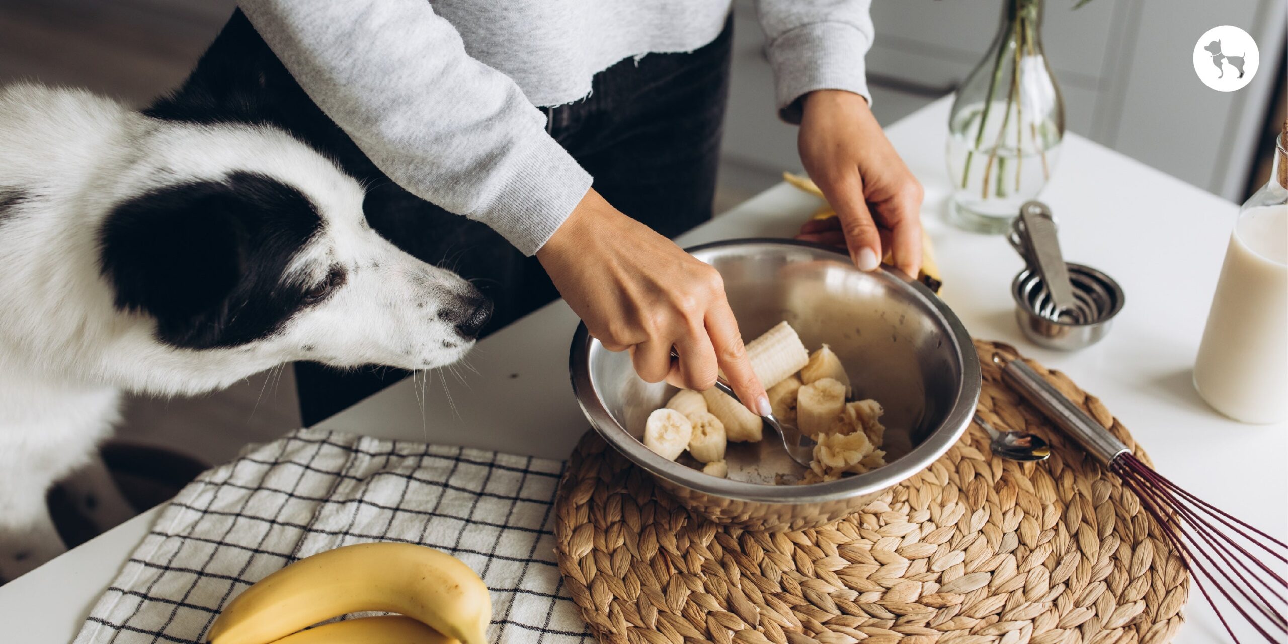 The Surprising Benefits of Bananas for Dogs