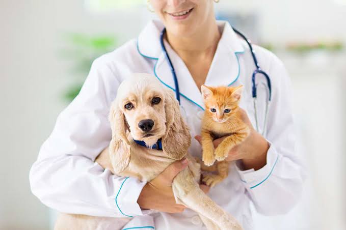 Is MedExpress for Pets the Right Choice for Your Pet’s Health?