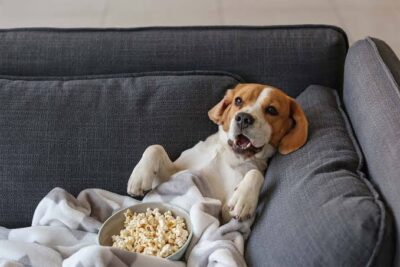 Can Dogs Snack on Popcorn?