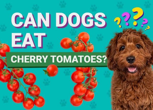 Can Dogs Eat Tomatoes?