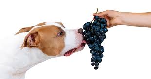 Can Your Dog Have Grapes? The Risks Explained