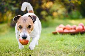 Can Dogs Have Apples? What Every Pet Owner Should Know