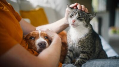 The Benefits of Benazepril for Pets: A Detailed Overview