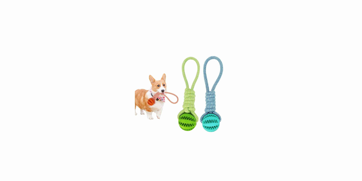 Top Pet Supplies Every Owner Needs for a Happy, Healthy Pet