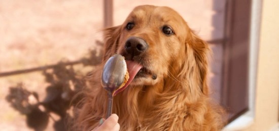 Can Dogs Enjoy Peanut Butter? Here’s What You Need to Know