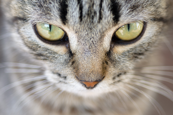 What Colors Can Cats Really See?