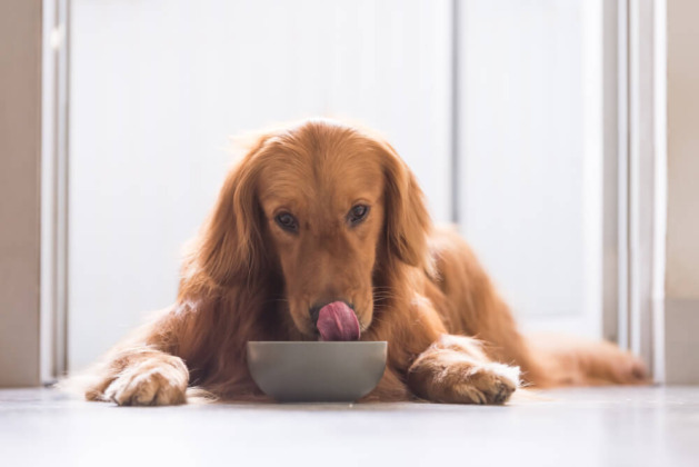 Top 10 Grain-Free Dog Foods of 2025