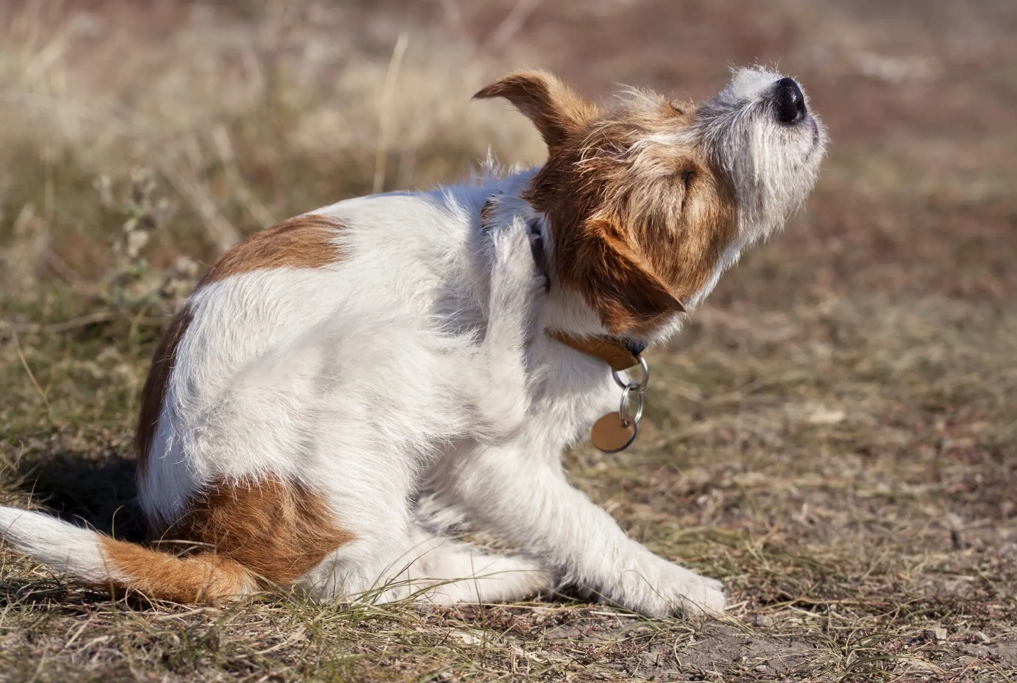 Top Dog Allergy Medicines: Comprehensive Guide