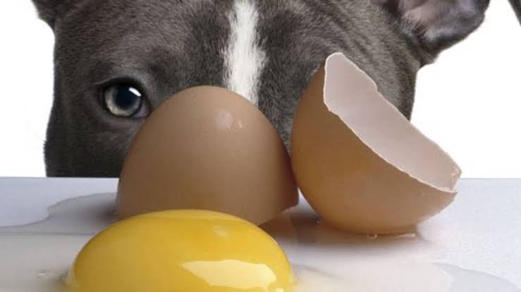 Are Eggs Safe for Dogs? The Pros and Cons Explained