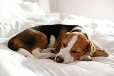 How Melatonin Can Help Your Dog Sleep Better