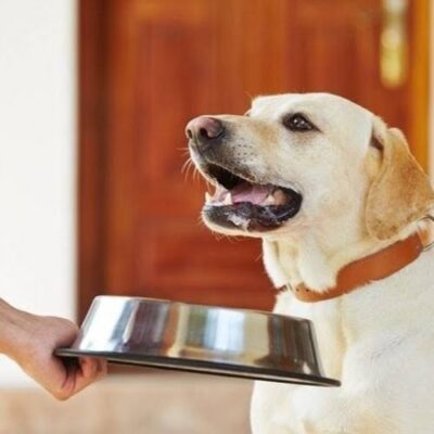 How to Choose the Best Grain-Free Dog Food for Your Dog’s Needs