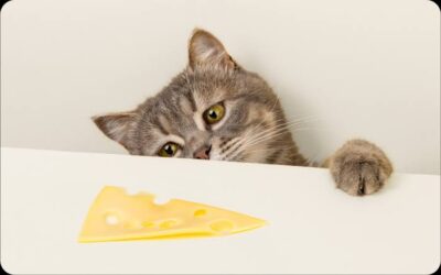 Is Cheese Safe for Cats? The Surprising Truth