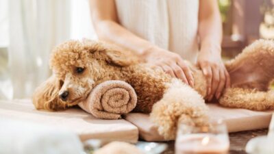 Natural and Safe Pain Relief Treatments for Dogs