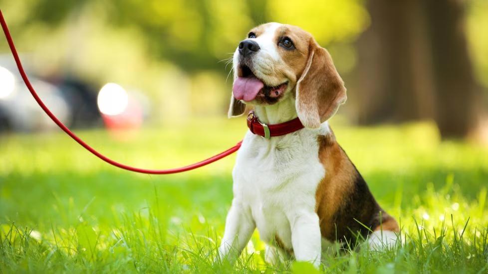 The Best Flea Solutions for Dogs in 2025