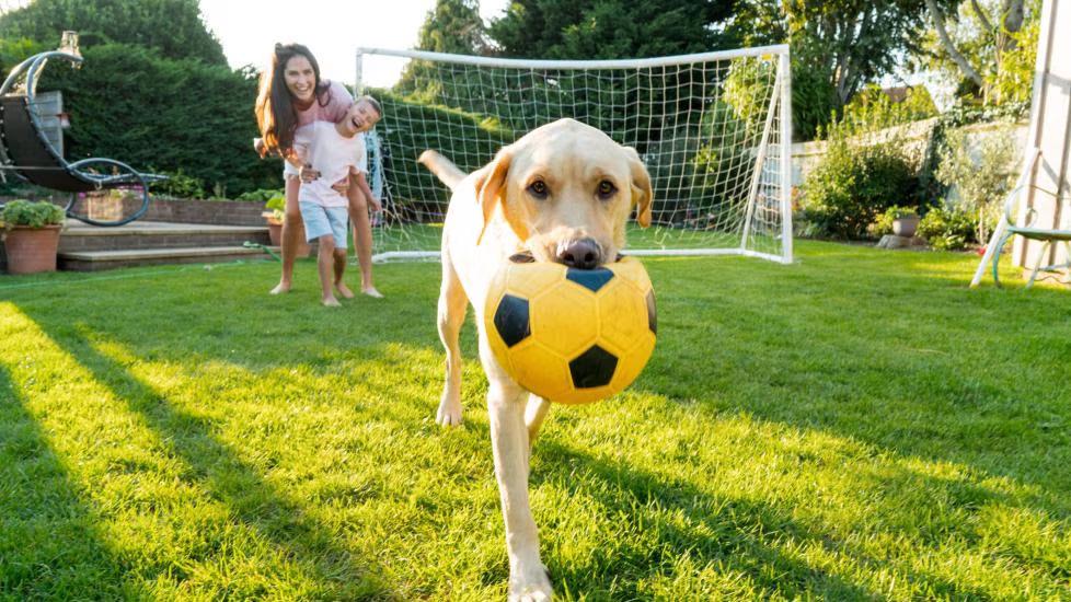 Heartworm Medicine for Dogs