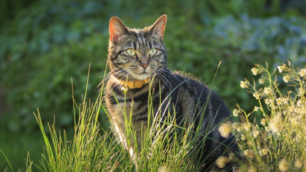 Signs Your Cat Needs a Dewormer: A Detailed Guide