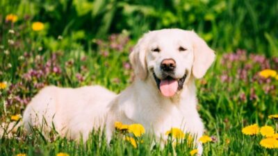 Does Your Dog Have Allergies? Understanding and Managing Dog Allergies