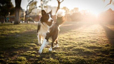 How to Choose the Right Flea Medicine for Your Dog: A Comprehensive Guide