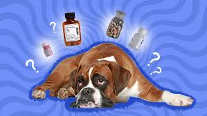 What Are the Best Pain Meds for Dogs?