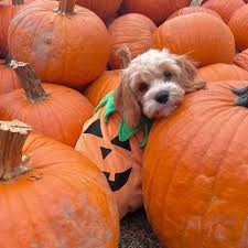 Can Dogs Eat Pumpkin? What You Should Know