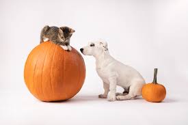 Is Pumpkin Good for Dogs? The Surprising Benefits