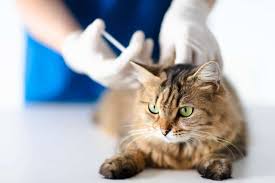 Cerenia for Cats: Is it Safe?