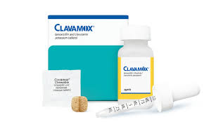 The Benefits of Clavamox for Your Dog’s Health