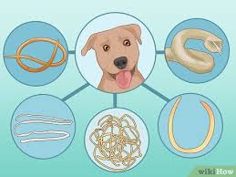 The Best Ways to Prevent and Treat Worms in Dogs