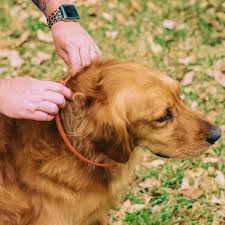 Choosing the Best Flea Collar