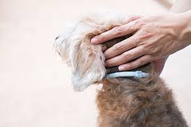 Are Flea Collars Safe for Your Pet?