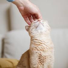 How to Keep Your Cat Flea-Free