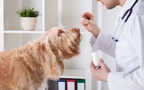 How to Ensure Quality and Safety When Buying Pet Meds Online